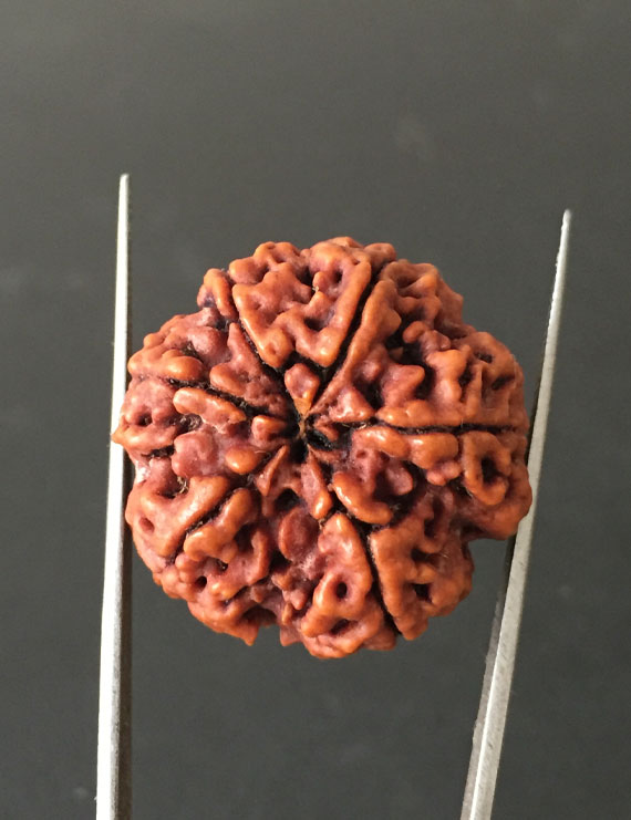 6 Mukhi Nepali Certified Rudraksha Size- 27.00 mm